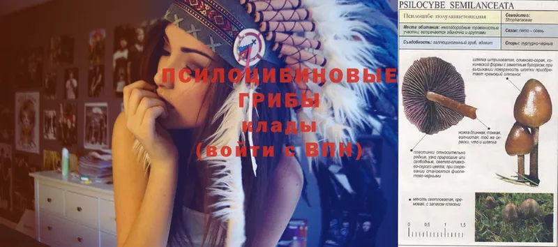 Псилоцибиновые грибы GOLDEN TEACHER  Плавск 